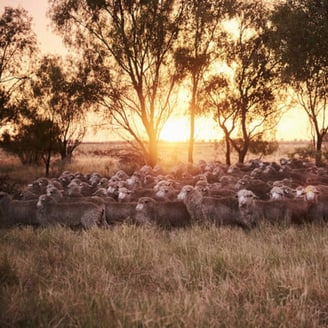 New Woolmark programme embraces "nature positive future"